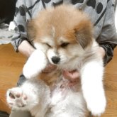 秋田犬