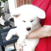 秋田犬