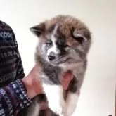 秋田犬