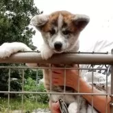 秋田犬【群馬県・女の子・2025年8月12日・虎毛】の写真2