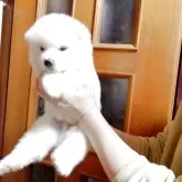 秋田犬【群馬県・男の子・2025年4月5日・白】の写真2