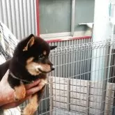 柴犬(標準サイズ)【群馬県・男の子・2025年5月29日・黒】の写真2