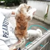 秋田犬【群馬県・女の子・2025年8月12日・虎毛】の写真3