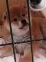 柴犬(標準サイズ)【群馬県・女の子・2024年11月3日・赤毛】の写真4
