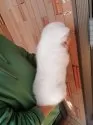 秋田犬【群馬県・女の子・2025年1月18日・白】の写真4