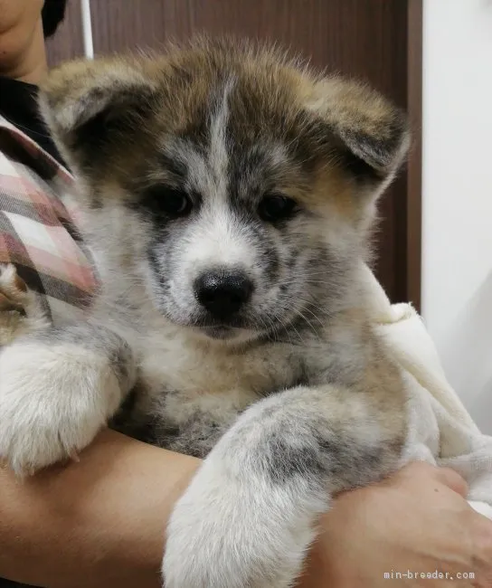 ID:2102-02286の子犬