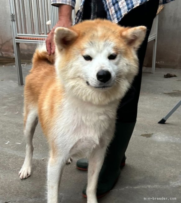 秋田犬【・女の子・2022年3月21日・赤毛】