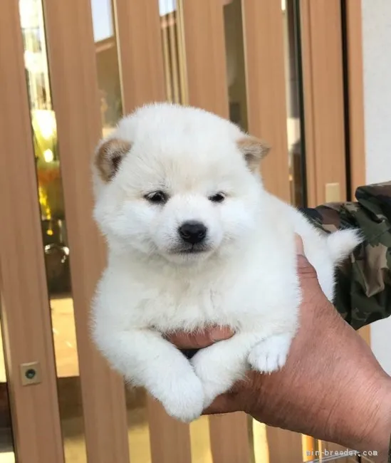 ID：2103-02642の子犬