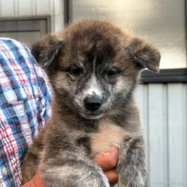 ID:2310-01675の子犬