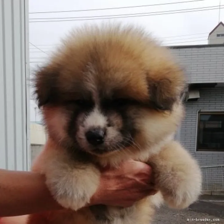 ID：2304-02631の子犬