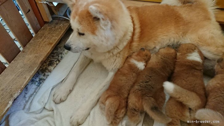 秋田犬【・女の子・2019年8月6日・赤毛】
