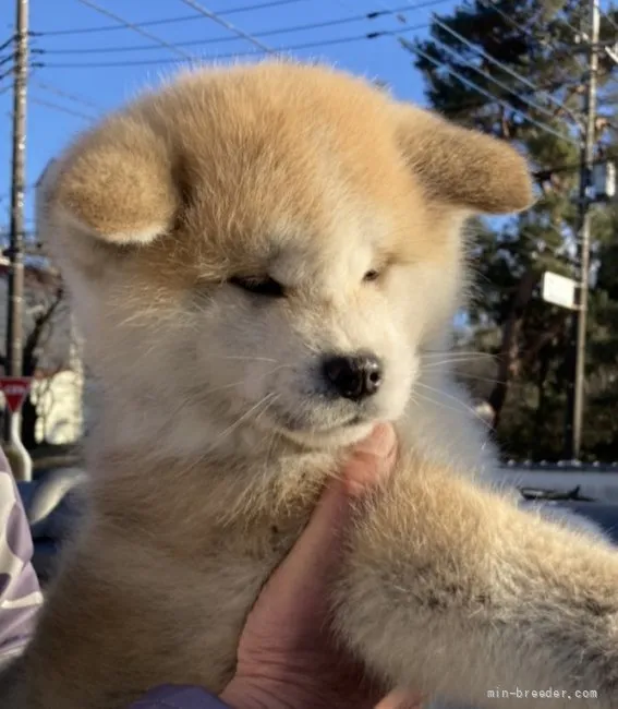 ID:2203-00568の子犬