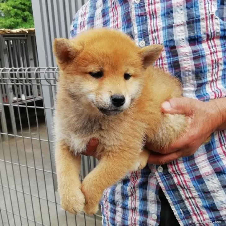 T.Y 様のお迎えした子犬