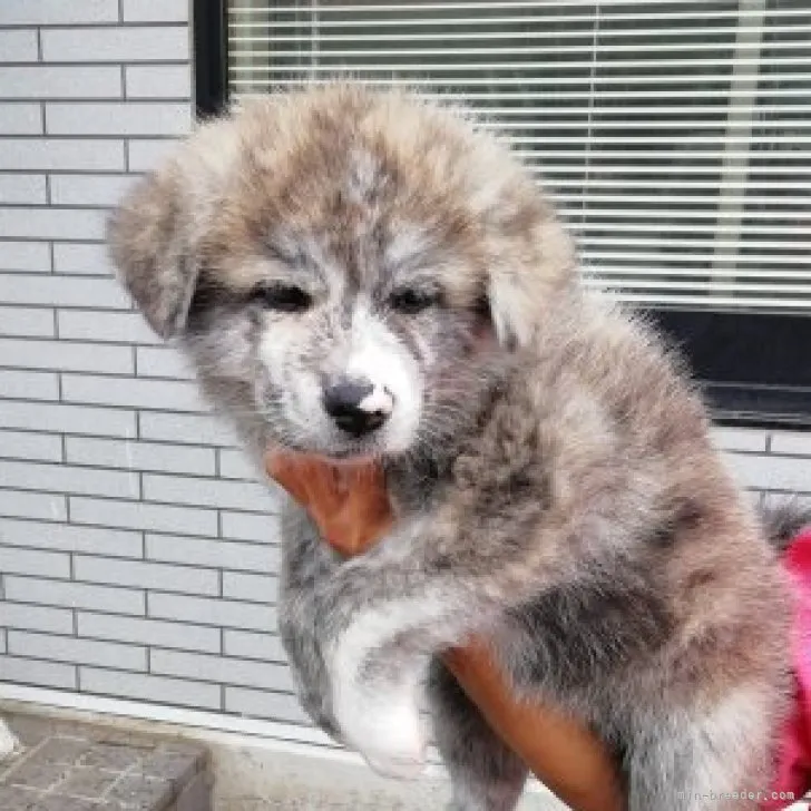 ID:2306-02250の子犬