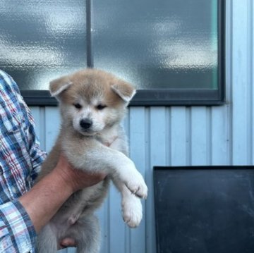 秋田犬【群馬県・男の子・2023年8月10日・赤毛】の写真「人懐っこい可愛い男の子です。」