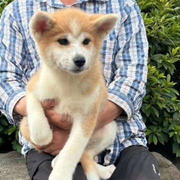 秋田犬【群馬県・女の子・2024年5月6日・赤毛】の写真「人懐っこい可愛い女の子です。」