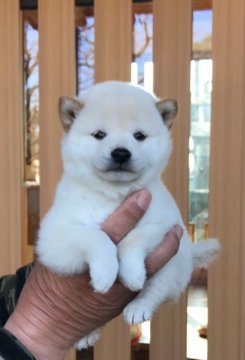 柴犬(標準サイズ)【群馬県・男の子・2021年2月2日・白】の写真「白くて可愛い男の子です。」