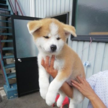 秋田犬【群馬県・女の子・2023年5月16日・赤毛】の写真「人懐っこい可愛らしい女の子です。」