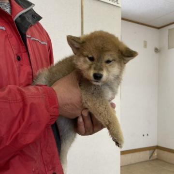 柴犬(標準サイズ)【群馬県・男の子・2022年10月20日・赤毛】の写真「人懐っこい可愛い男の子です。」