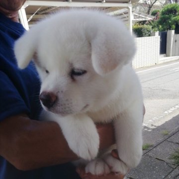 秋田犬【群馬県・男の子・2024年7月10日・白毛】の写真「身体のガッチリした可愛い男の子です。」
