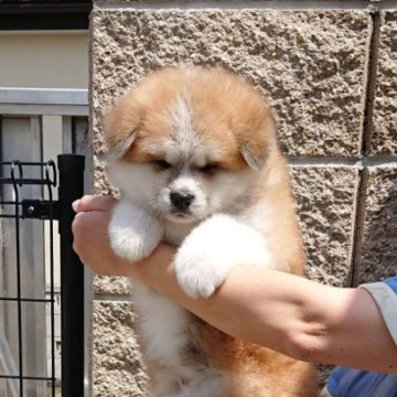秋田犬【群馬県・男の子・2023年3月6日・赤毛】の写真「ふわふわの可愛らしい男の子です。」
