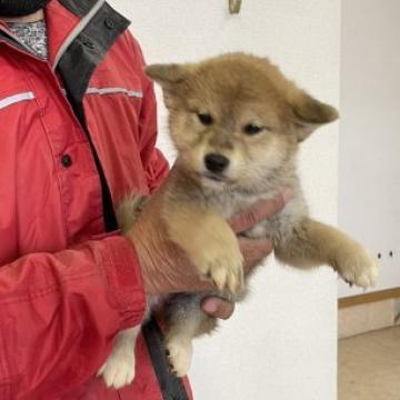 柴犬(標準サイズ)【群馬県・男の子・2022年10月20日・赤毛】の写真「人懐っこい可愛い男の子です。」