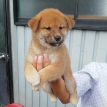 柴犬(標準サイズ)【群馬県・女の子・2023年5月16日・赤毛】の写真「赤毛の綺麗な人懐っこい女の子です。」
