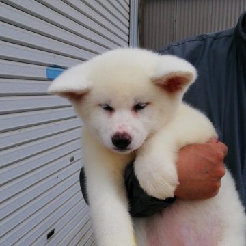 秋田犬【群馬県・女の子・2023年2月20日・シロ】の写真「人懐っこい可愛らしい女の子です。」