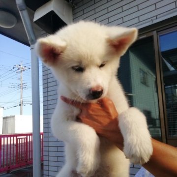 秋田犬【群馬県・女の子・2023年5月16日・白毛】の写真「人懐っこい綺麗な女の子です。」