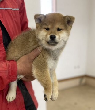 柴犬(標準サイズ)【群馬県・女の子・2022年10月25日・赤毛】の写真「コロコロとした可愛い女の子です。」