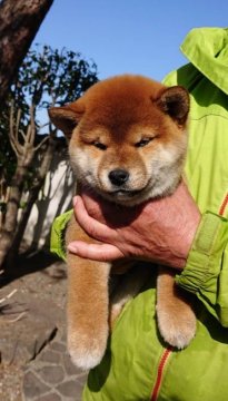 柴犬(標準サイズ)【群馬県・男の子・2020年12月19日・赤胡麻】の写真「コロコロした人懐っこい男です。」