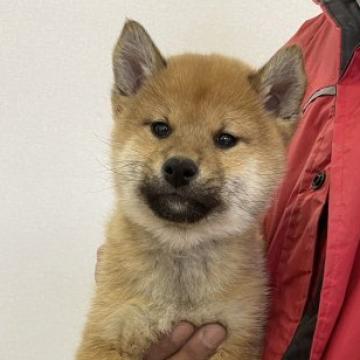 柴犬(標準サイズ)【群馬県・男の子・2022年10月20日・赤毛】の写真「人懐っこい可愛い男の子です。」