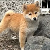 豆柴【群馬県・女の子・2024年4月20日・赤】の写真1