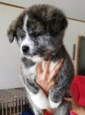 秋田犬【群馬県・男の子・2023年4月5日・虎】の写真2