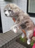 秋田犬【群馬県・男の子・2023年4月20日・虎毛】の写真2