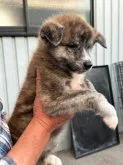 秋田犬【群馬県・女の子・2023年8月18日・虎毛】の写真2
