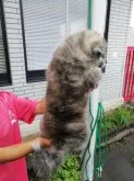 秋田犬【群馬県・男の子・2023年4月20日・虎毛】の写真3