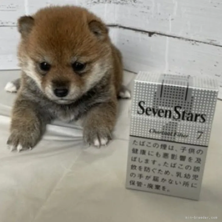 ID:2304-05385の子犬