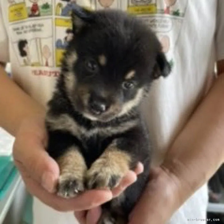 ID:2308-00656の子犬