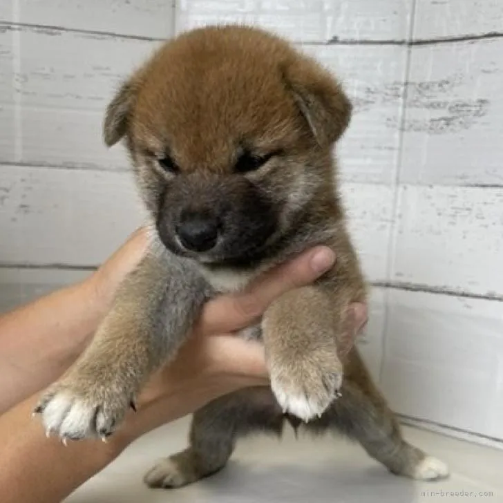 M.O 様のお迎えした子犬