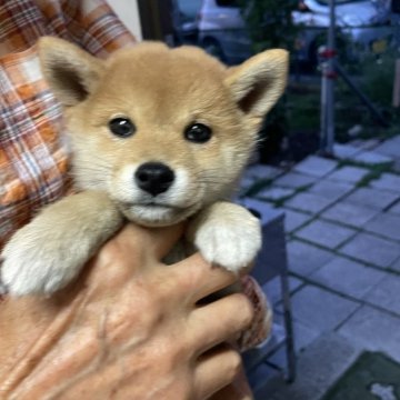 柴犬(豆柴)【北海道・女の子・2024年8月3日・赤】の写真「目が大きく愛くるしい子」