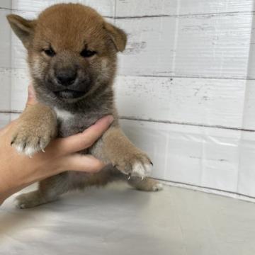 柴犬(標準サイズ)【北海道・男の子・2022年7月12日・赤】の写真「父日本犬保存会本部賞６本完成犬。母紅王丸の子」