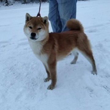 柴犬(標準サイズ)【北海道・男の子・2022年5月15日・赤】の写真「チャンピオン犬の直子の子」