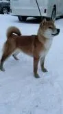 柴犬(標準サイズ)【北海道・男の子・2022年5月15日・赤】の写真2