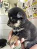 豆柴【北海道・女の子・2023年7月4日・黒】の写真3