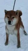 柴犬(標準サイズ)【北海道・男の子・2022年5月15日・赤】の写真3