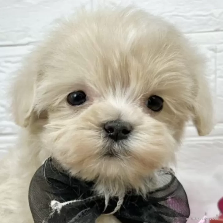 ID:2502-04375の子犬