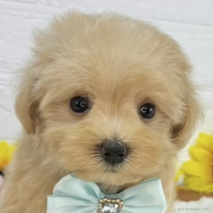 ID:2508-08935の子犬