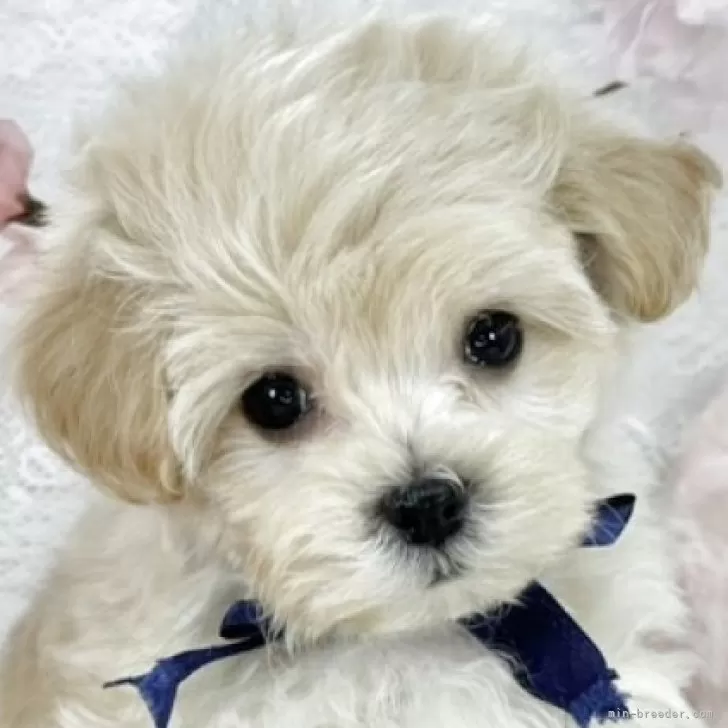 ID：2504-06903の子犬