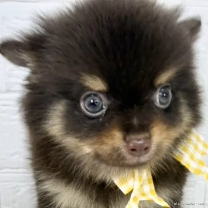 ID:2508-02622の子犬